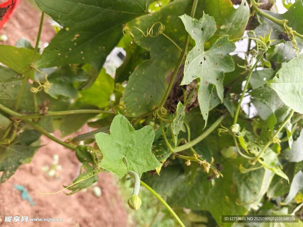 綠葉間的藍(lán)花植物