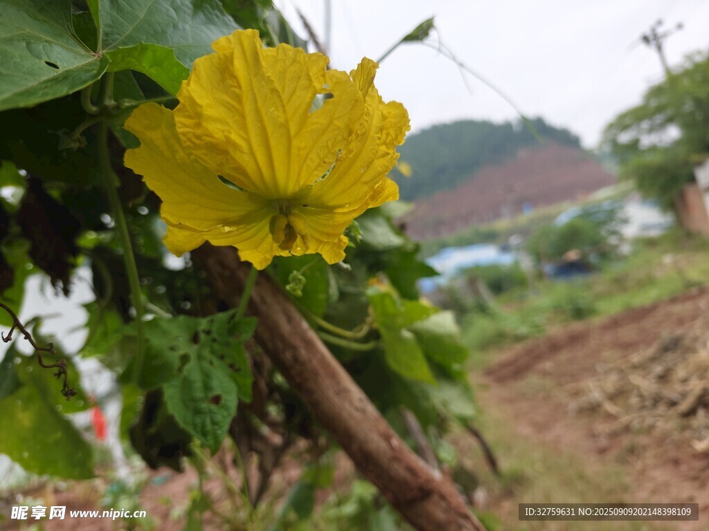 黃色花朵綻放于枝頭