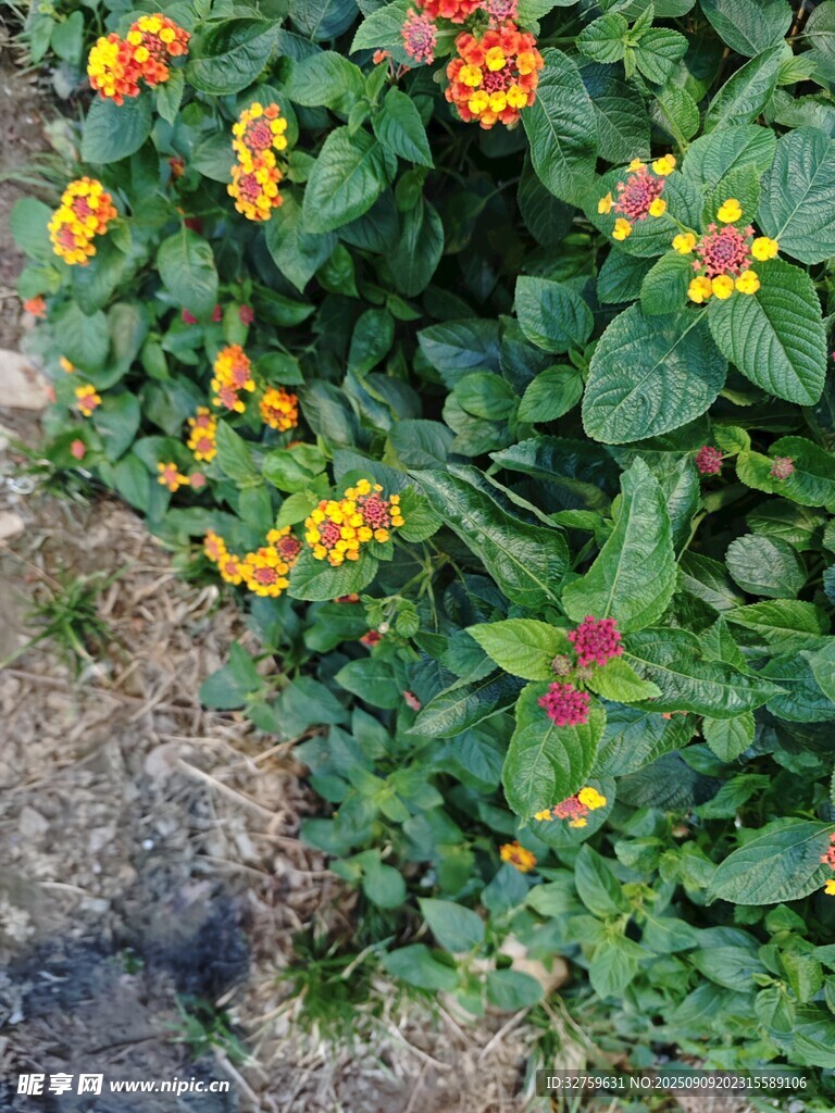 多彩小花綻放于綠葉間