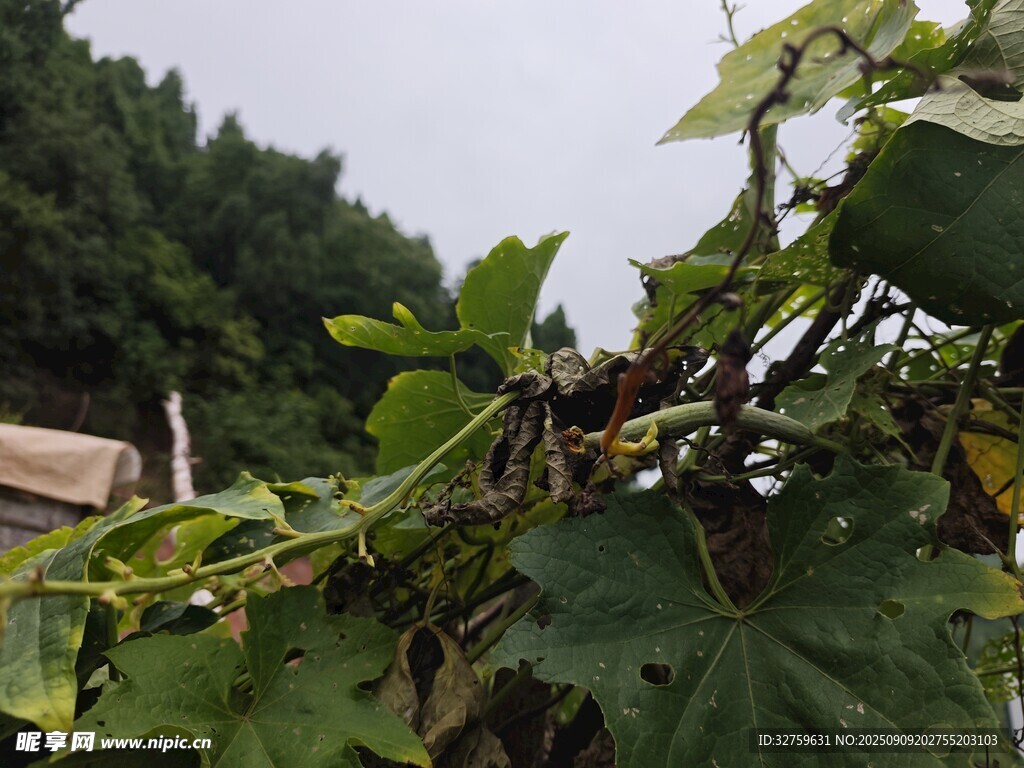 藤蔓植物特寫
