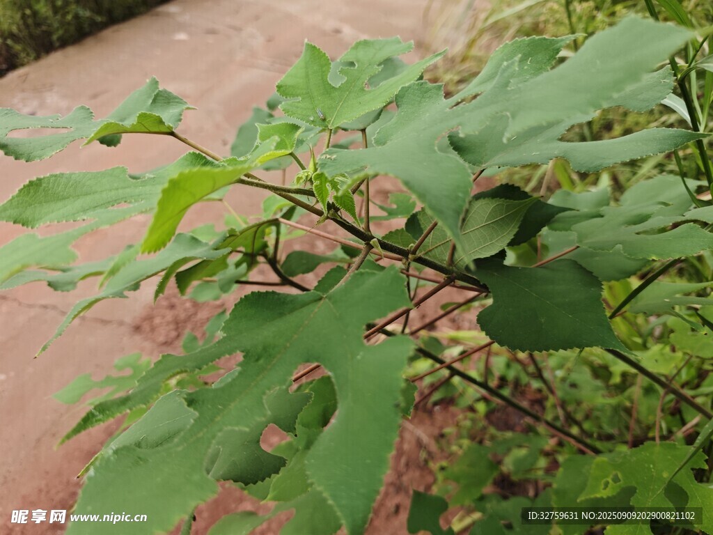 路邊生長的綠色植物