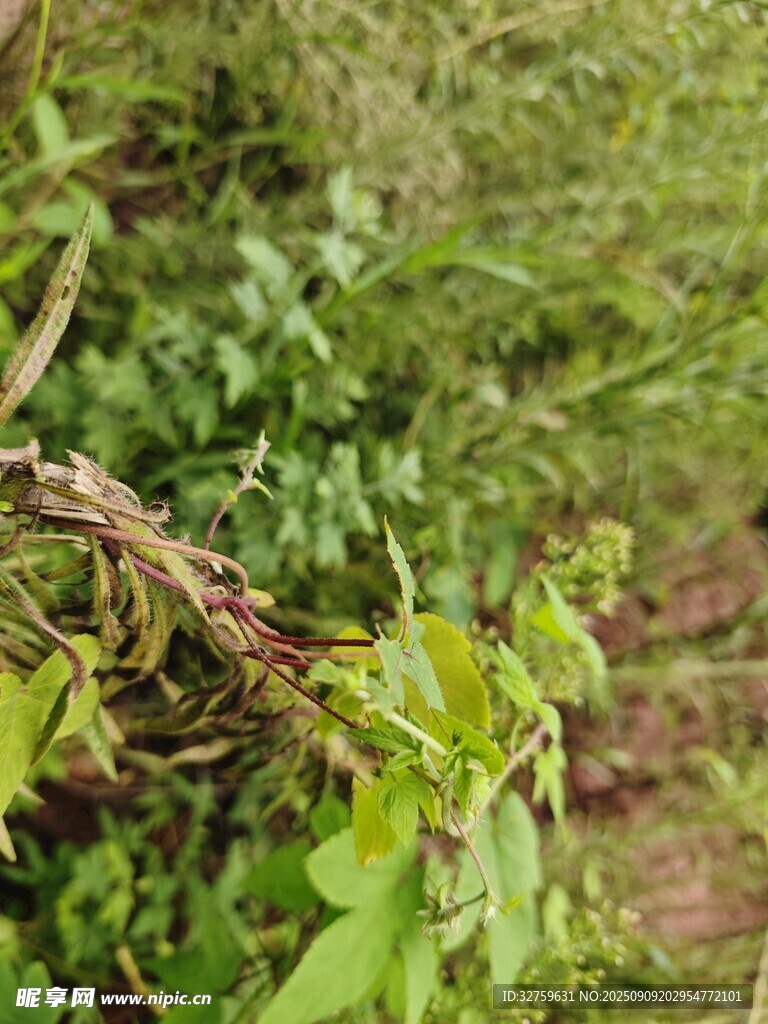 野外植物的枝葉特寫