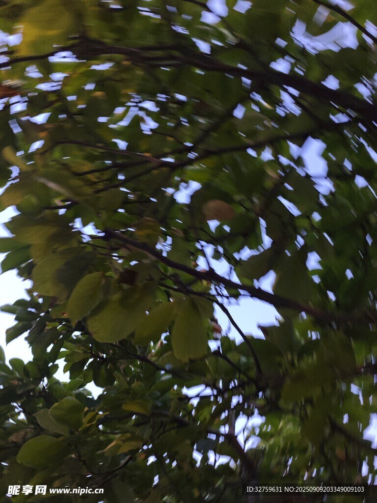 枝葉繁茂的綠意景象