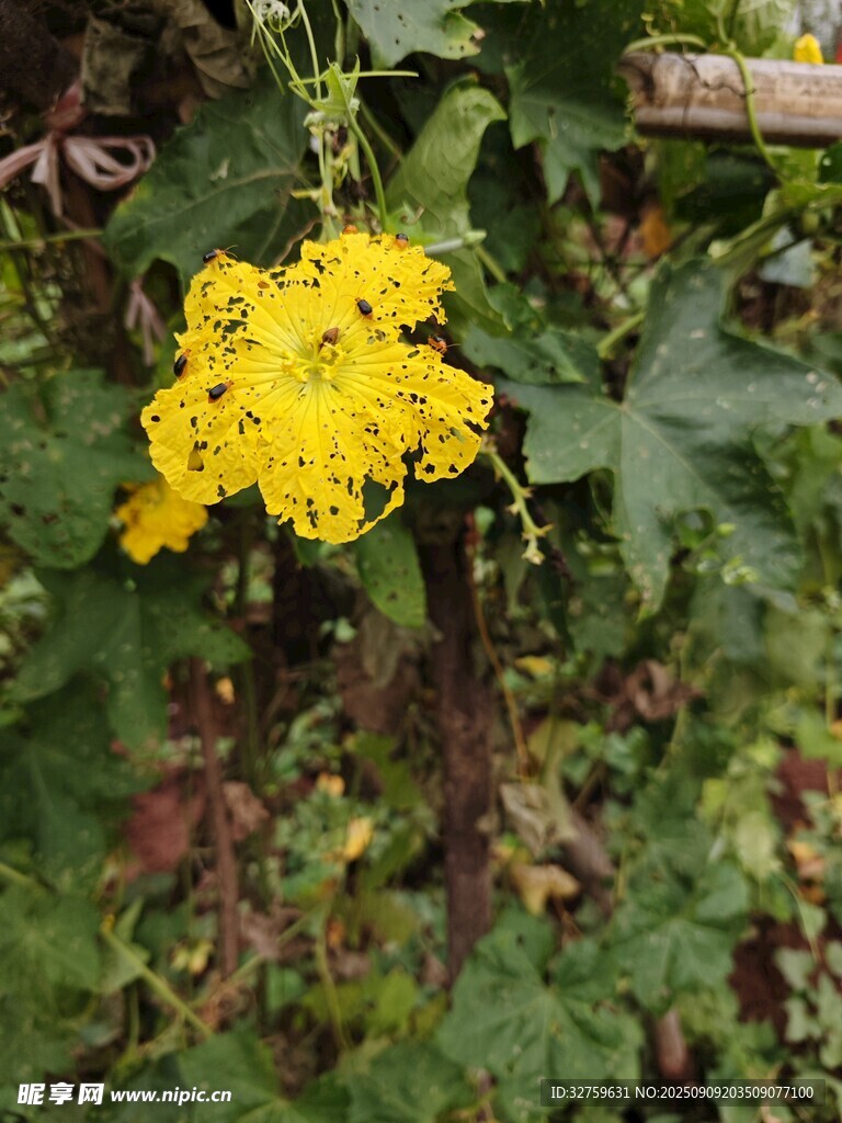 金黃小花綻放綠葉間