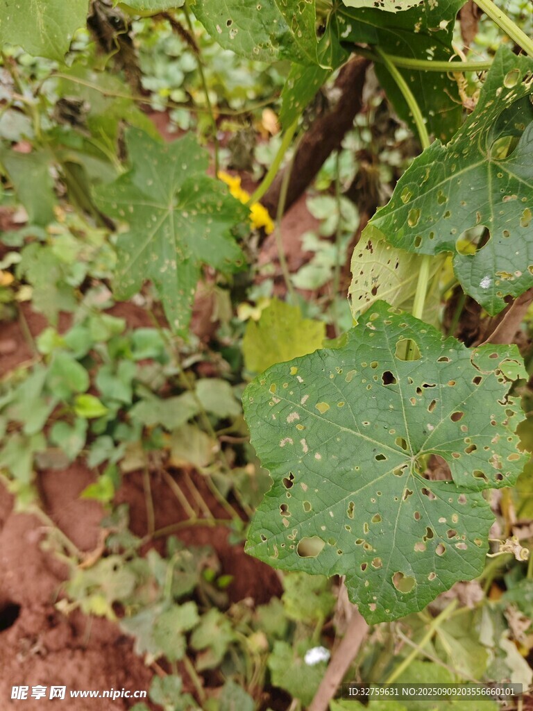 綠葉黃花的植物景象