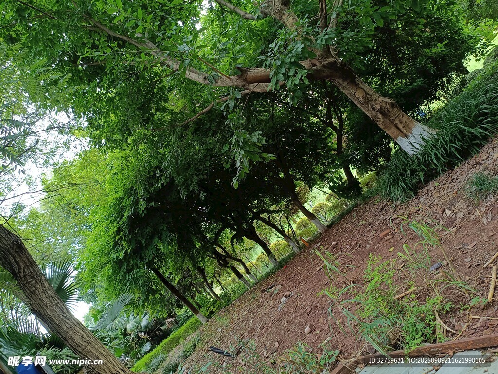 茂密樹(shù)林中的自然景致