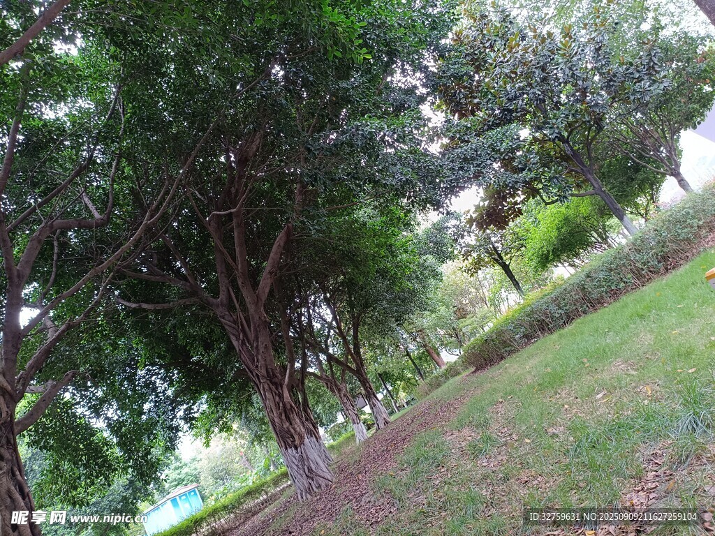 綠樹成蔭的戶外景致