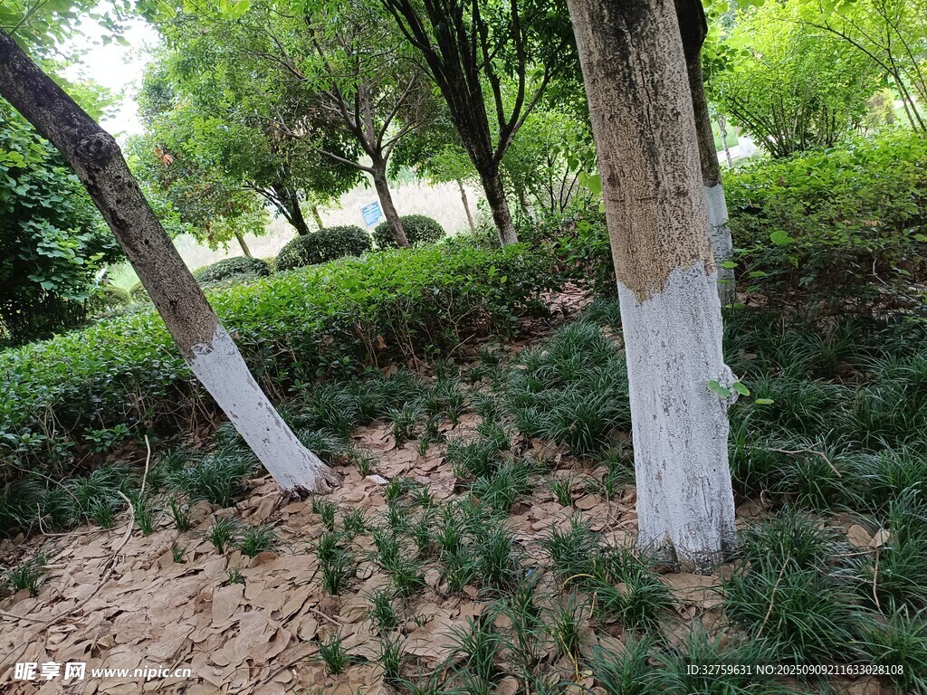 林間樹木與地面綠植景觀