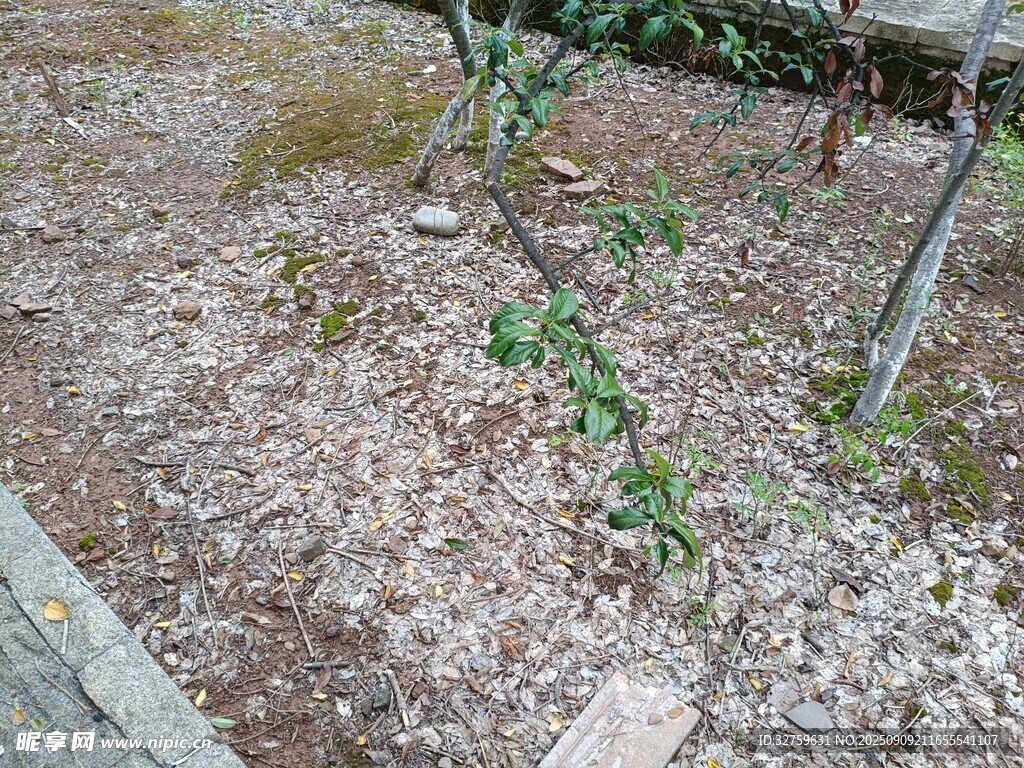 庭院中生長(zhǎng)的綠色植物