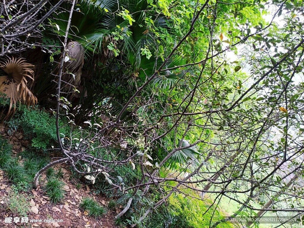 山林間的繁茂植被