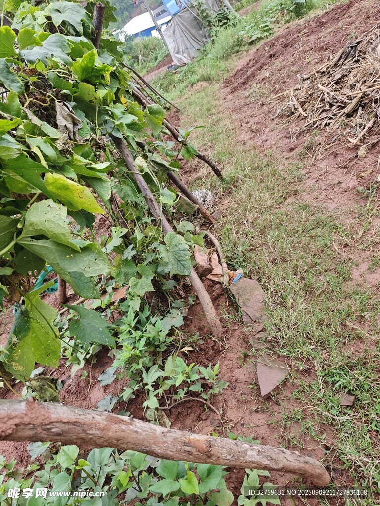 山間雜亂堆放的樹枝與植物