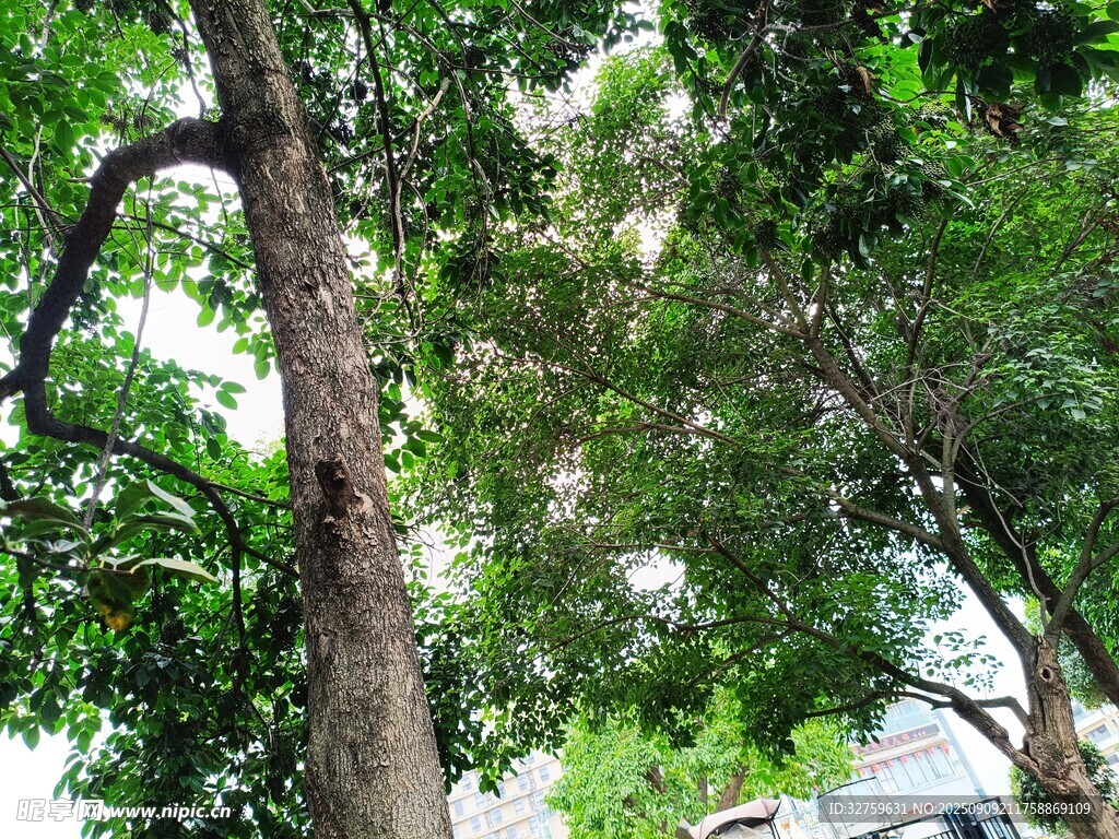 繁茂綠樹展現(xiàn)自然生機(jī)