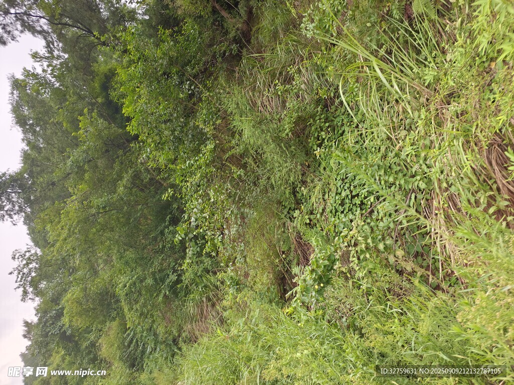 綠意盎然的野外植被景觀