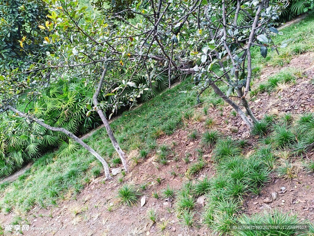 山坡上的繁茂果樹