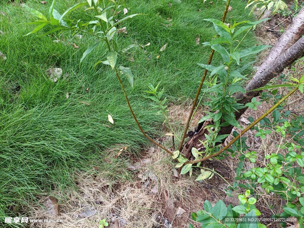 野外綠植與雜草景象