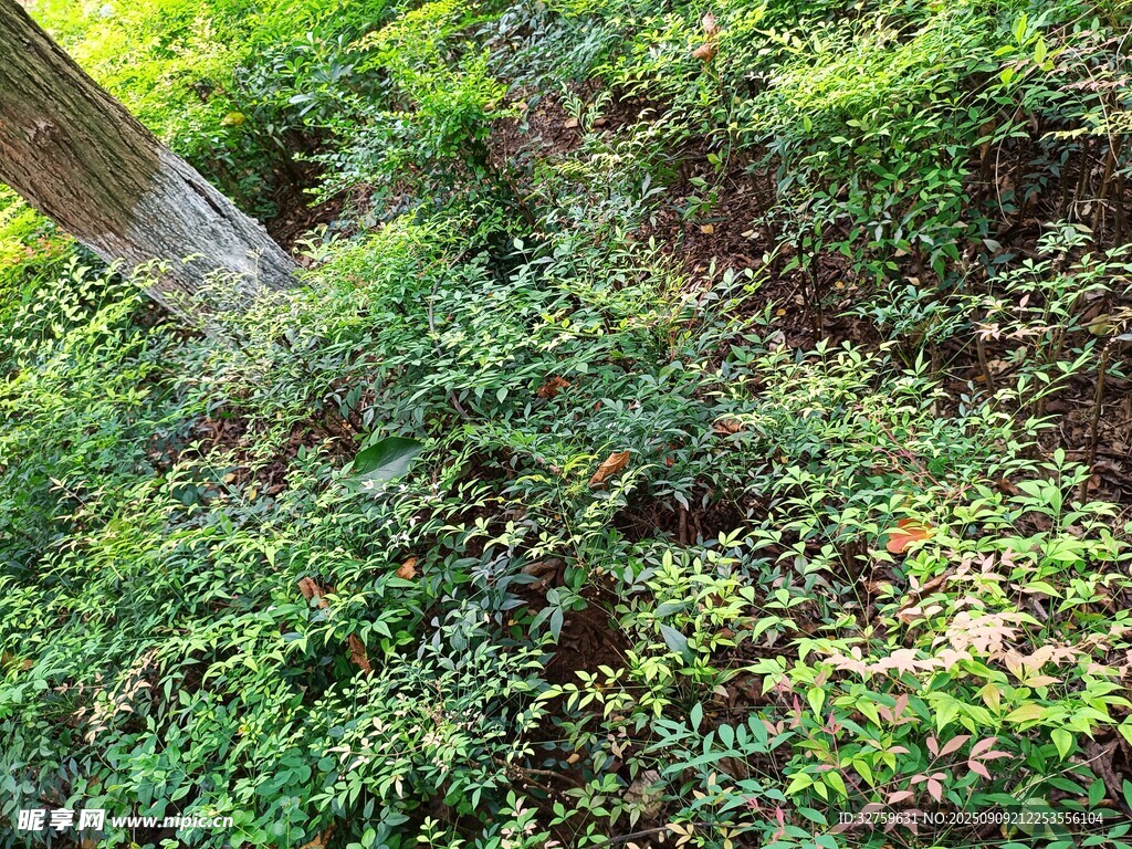 繁茂綠植覆蓋的自然角落