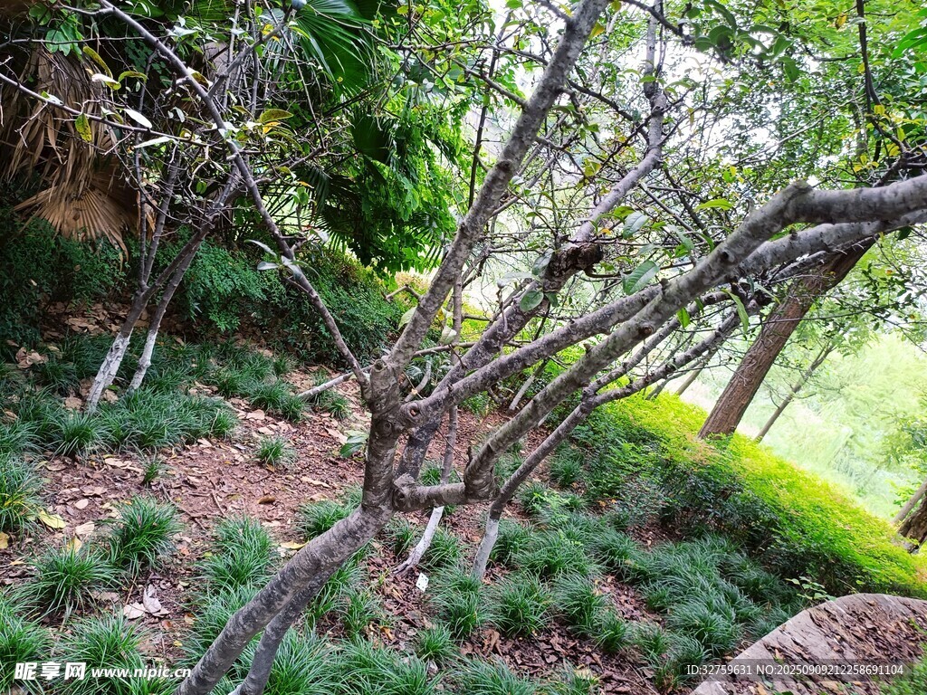 戶外樹木綠植景觀畫面