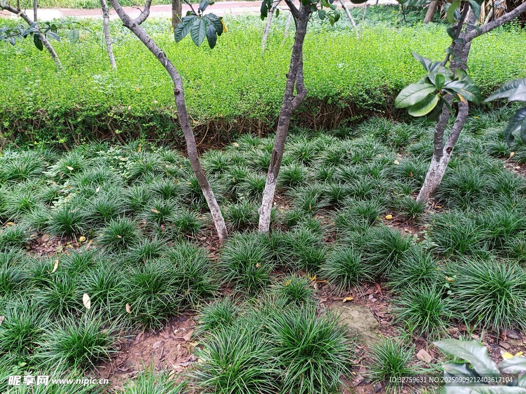 綠意盎然的園林植物景觀