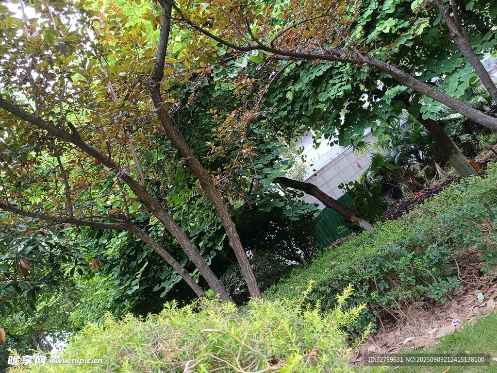 綠蔭掩映下的隱秘小屋
