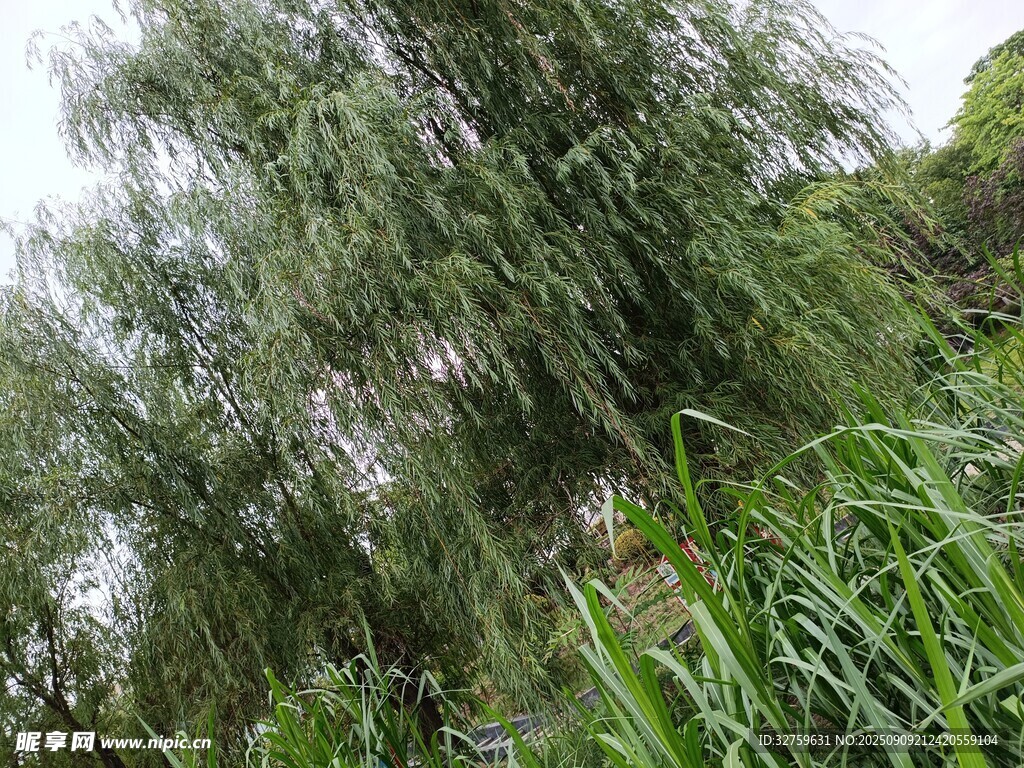 垂柳旁的蔥郁綠植