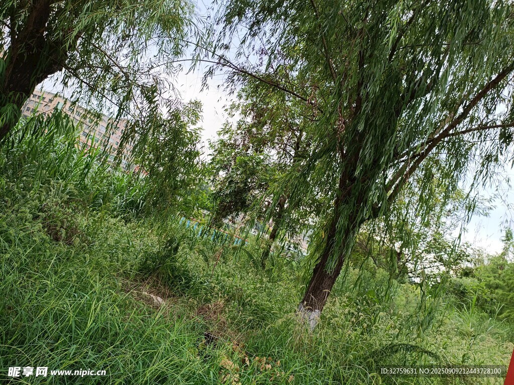 綠意盎然的林間景象
