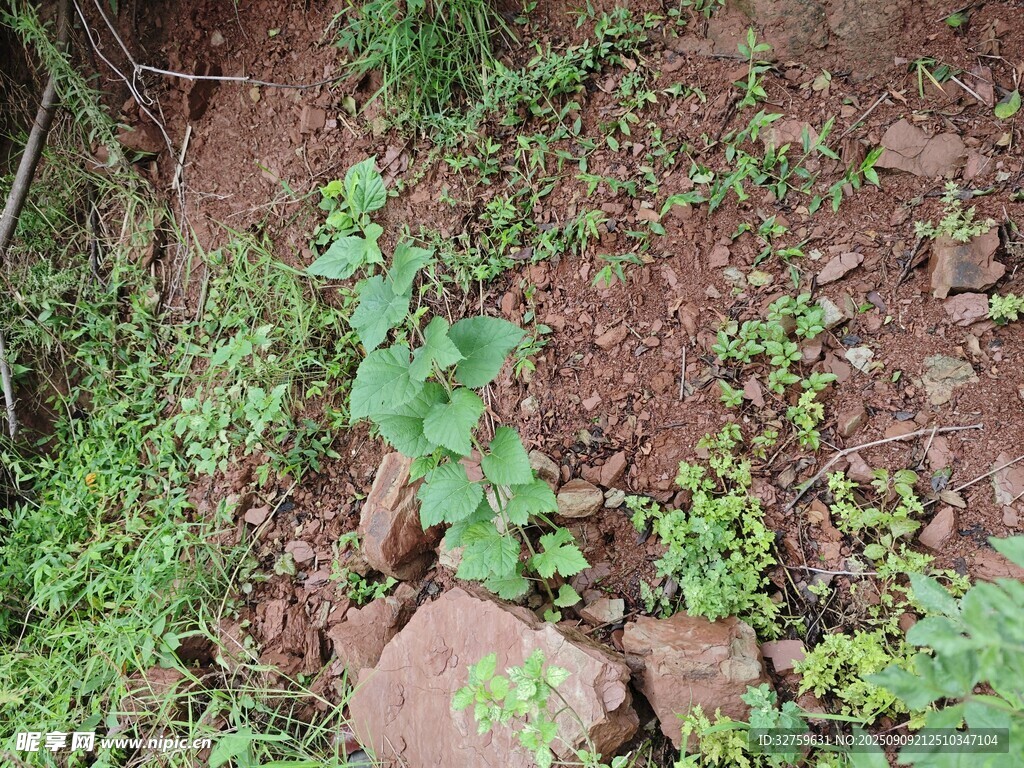 山坡上的綠植與石塊