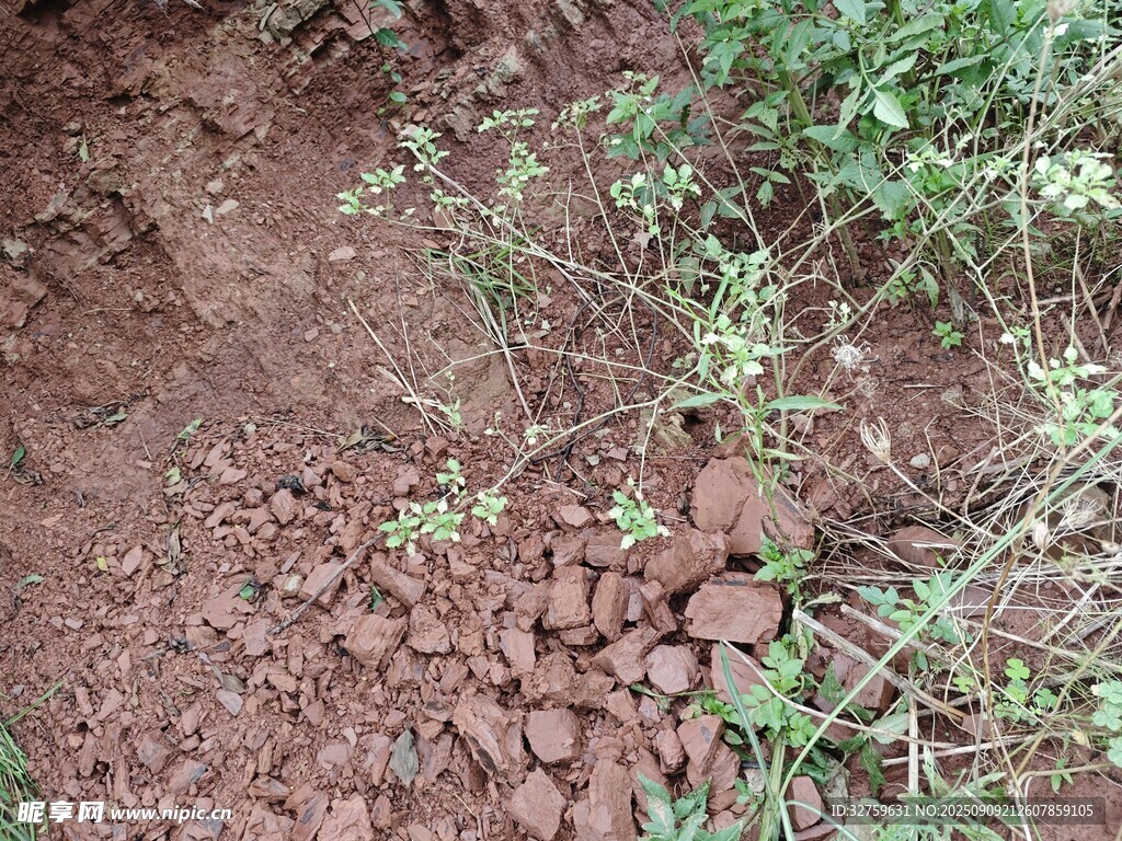 泥土中的綠植與石塊