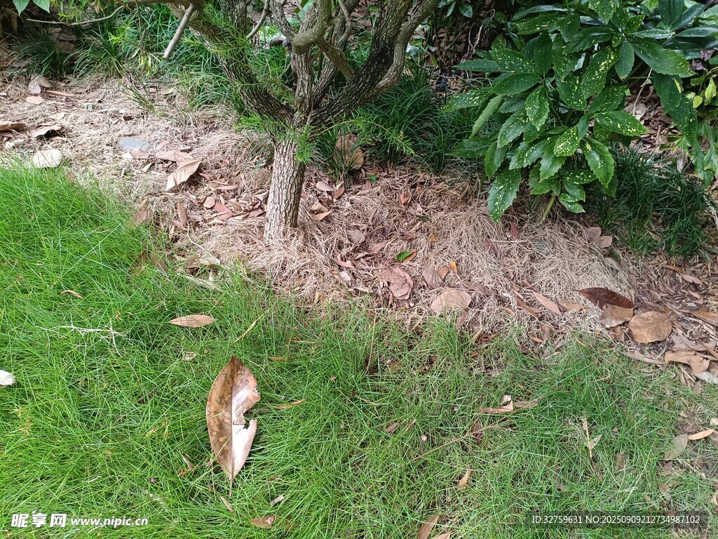 草地上的落葉與綠植