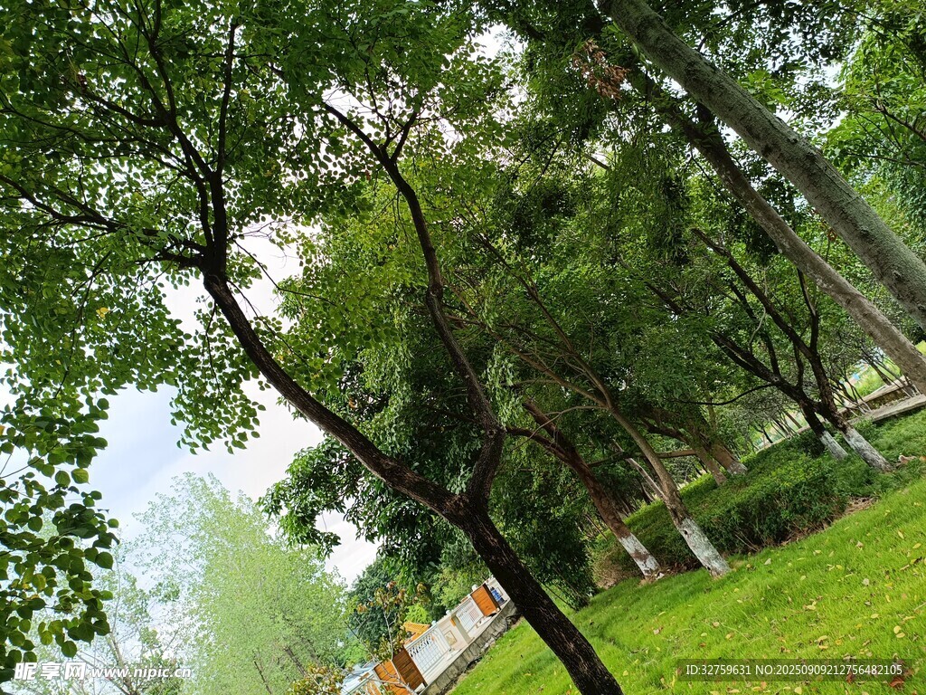 綠樹成蔭的清新戶外景致