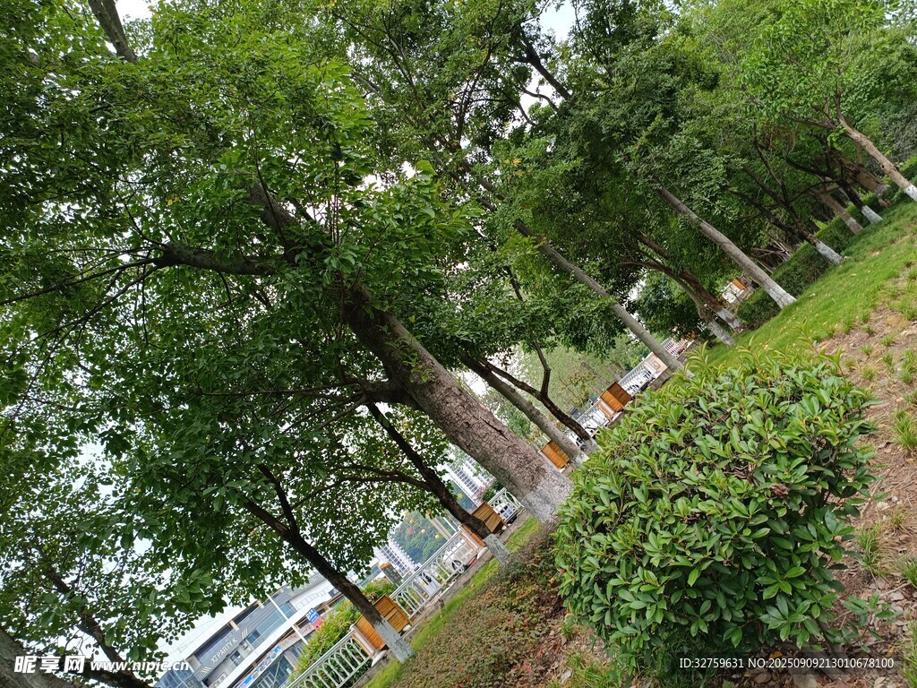 綠樹成蔭的公園景象