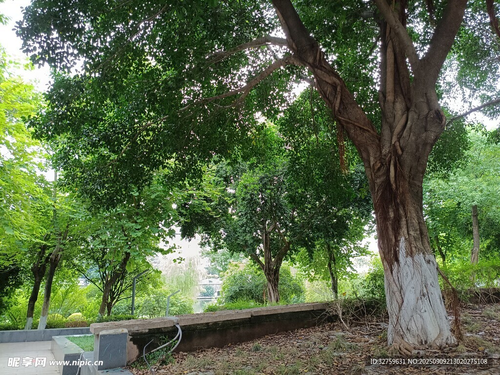公園中蔥郁大樹(shù)景觀