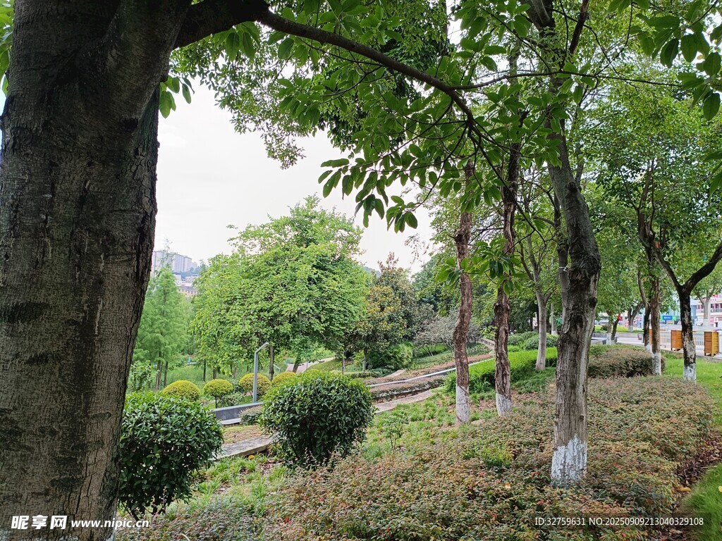 林間綠意盎然的自然景致
