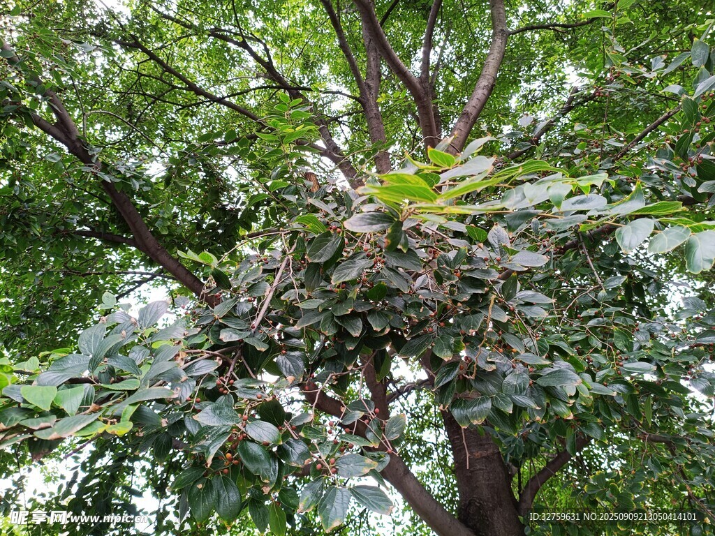 繁茂枝葉的大樹景象