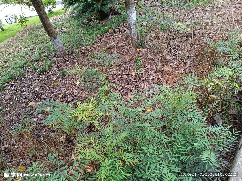 戶外地面綠植與樹木景觀
