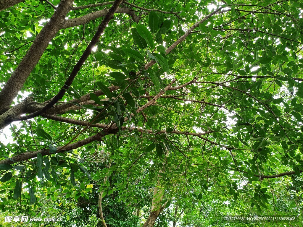 繁茂綠樹間的光影景致