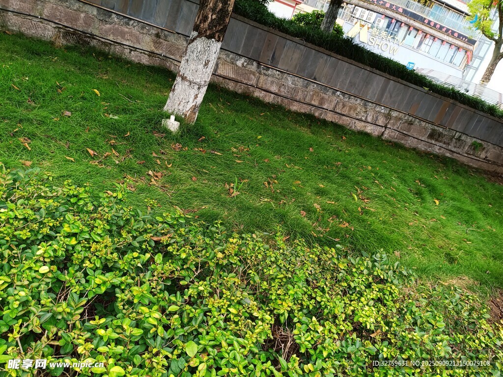 庭院中的綠植景觀