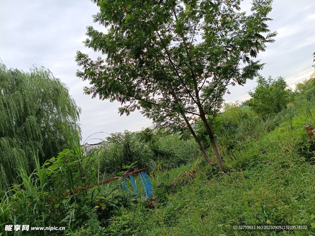 野外綠意盎然的樹(shù)木與草地