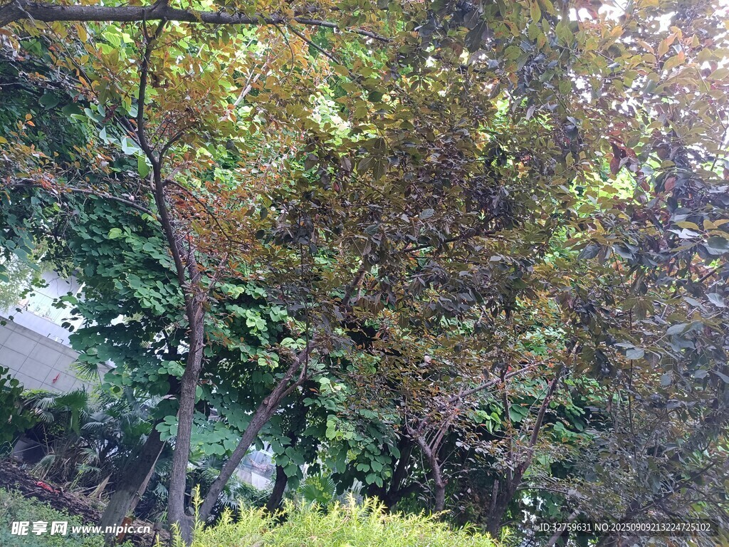 枝葉繁茂的樹木景觀