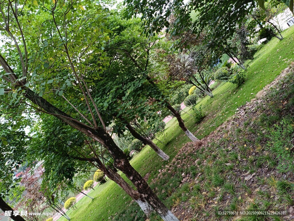 綠意盎然的林間草地