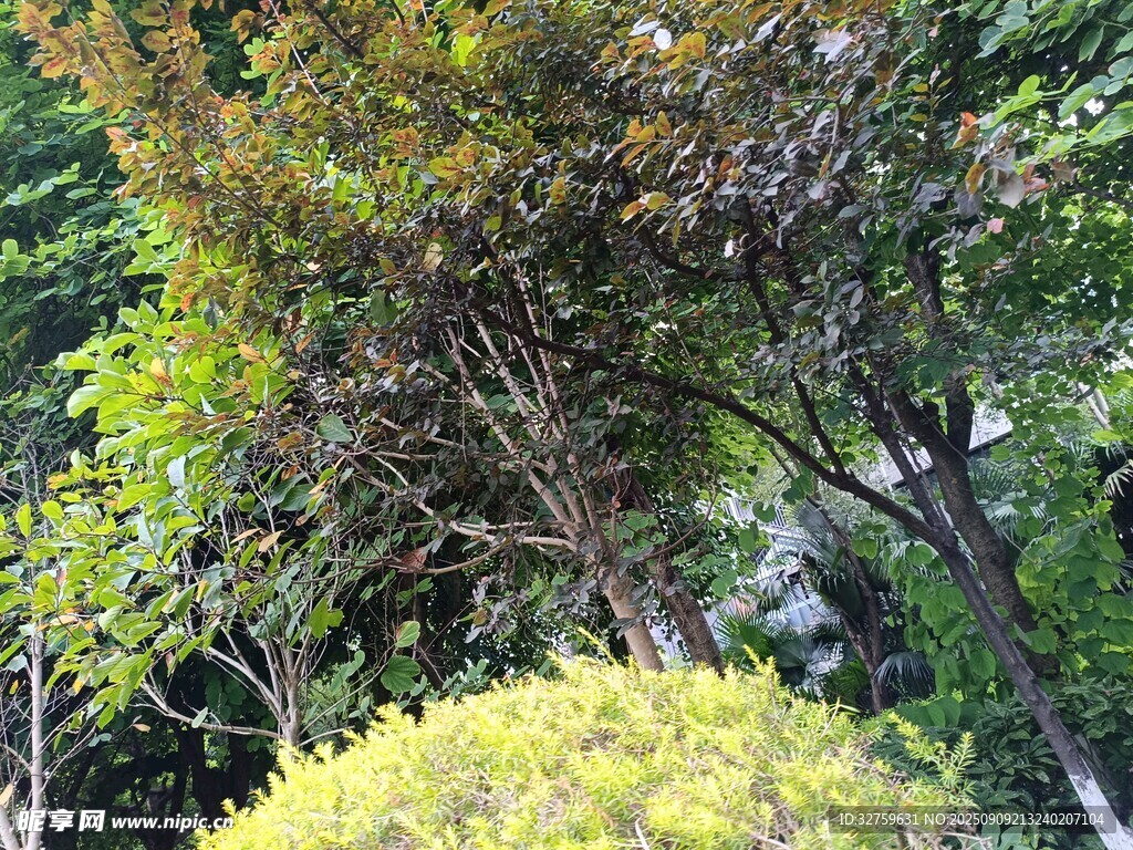 綠意盎然的園林植物景觀