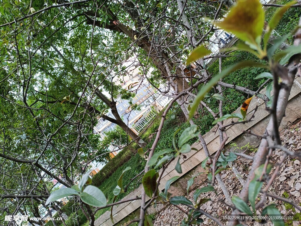 庭院綠植與木質(zhì)圍欄景觀