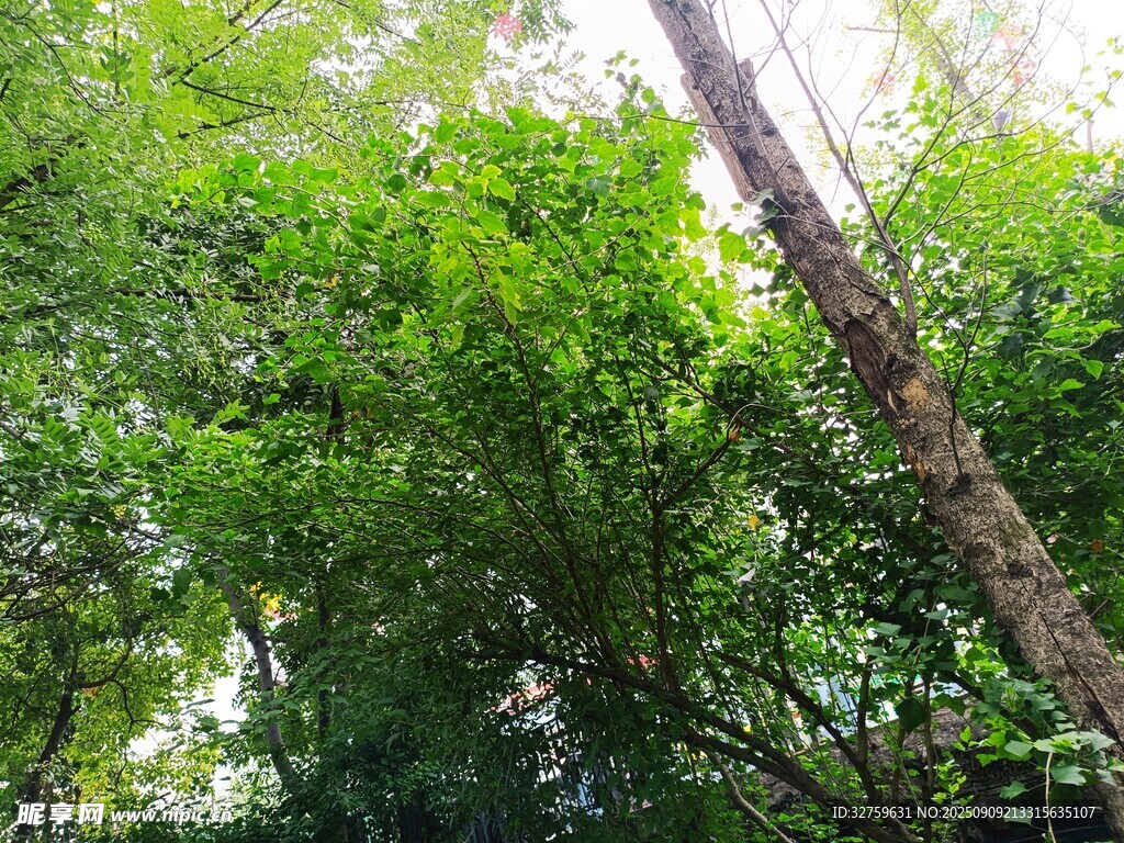 茂密樹林中的高大樹木