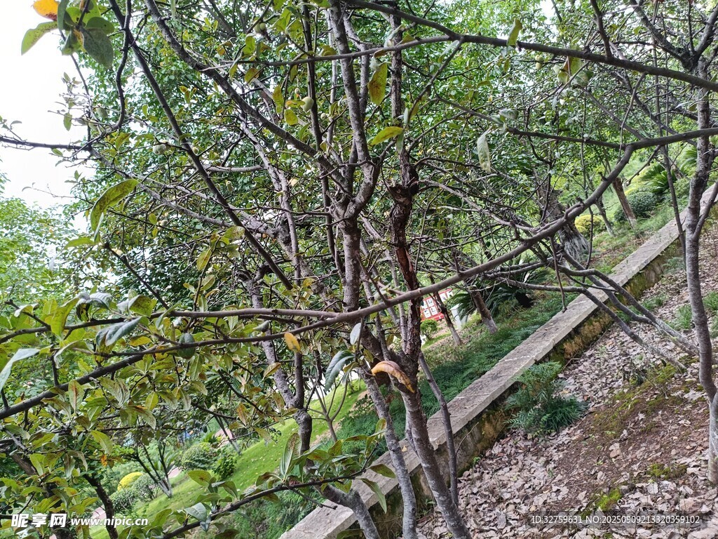 山林間的樹木景觀