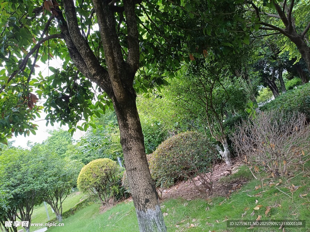 綠意盎然的園林樹木景觀