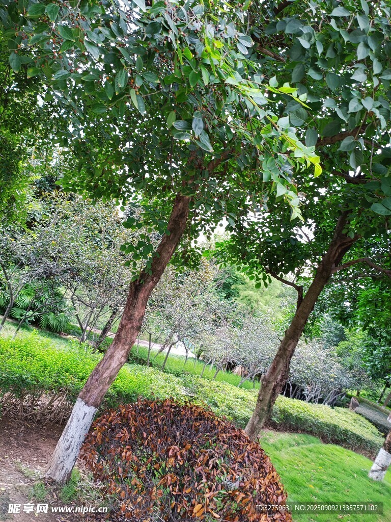 綠意盎然的公園樹木景觀