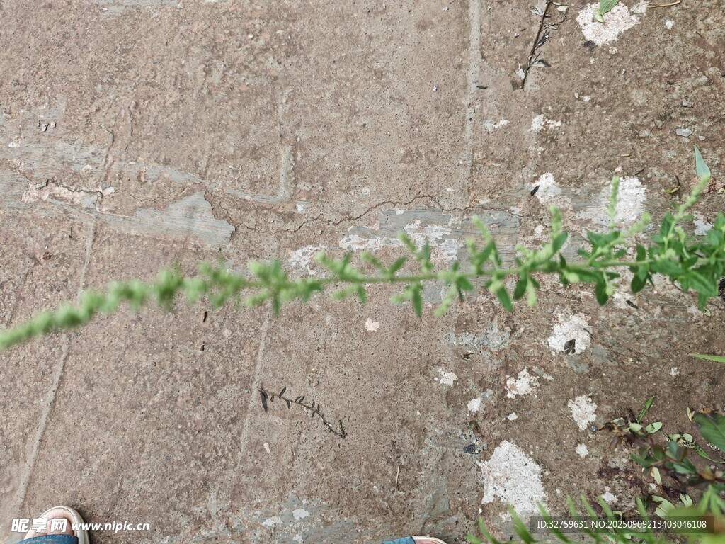 地面上的綠色藤蔓植物
