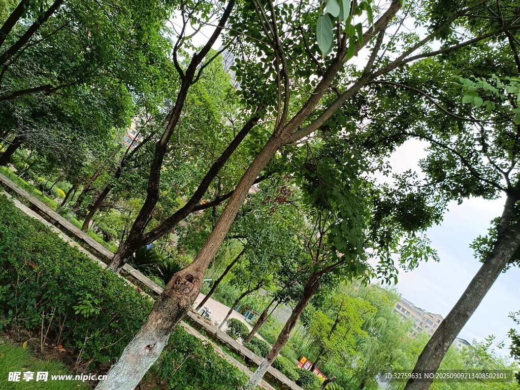 夏日林蔭道風(fēng)景