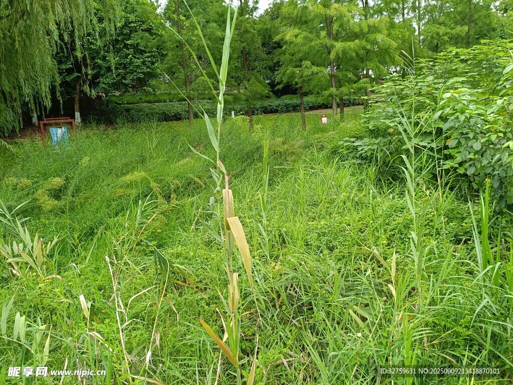 野外繁茂的綠色草地景象