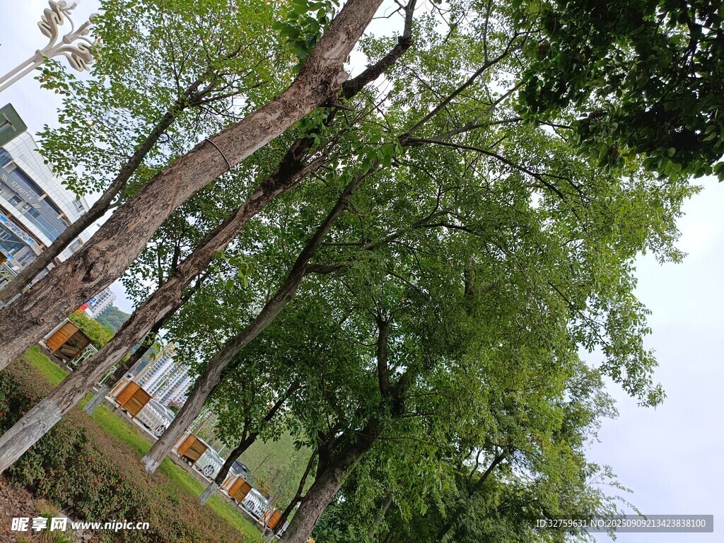 綠樹成蔭的戶外景致