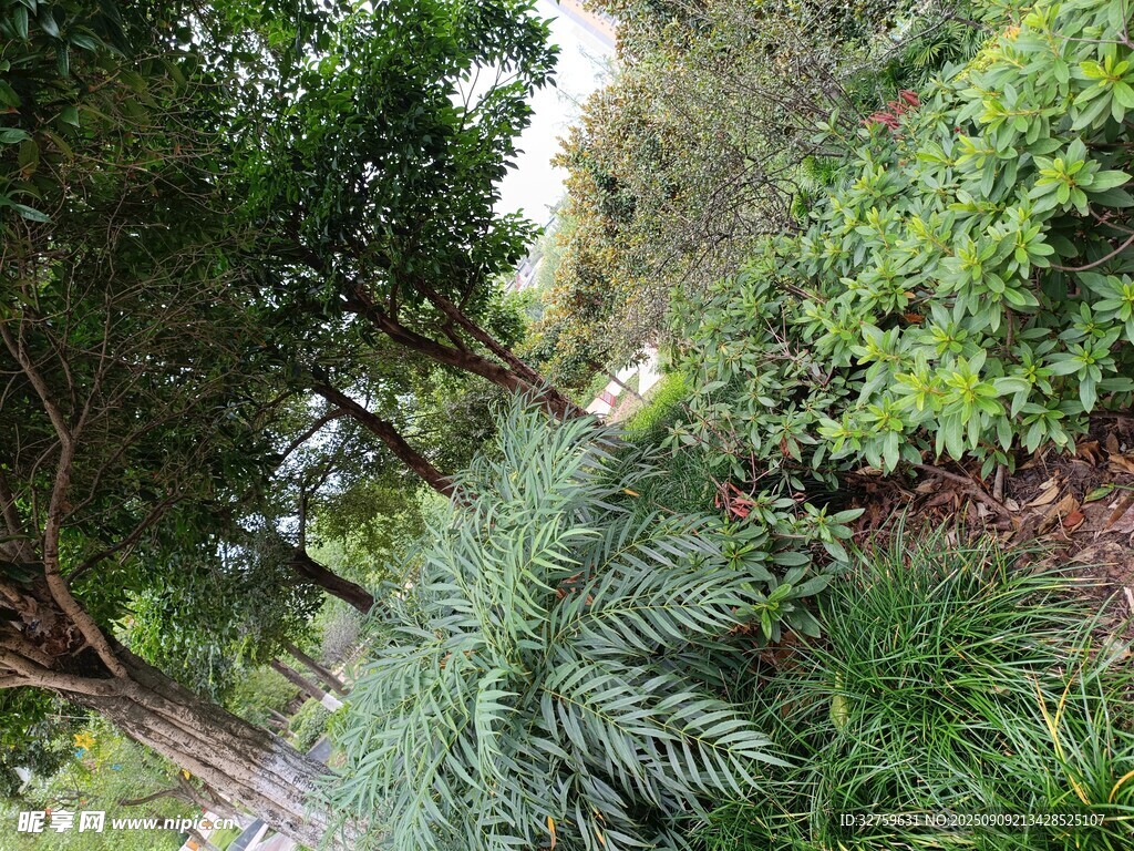 繁茂綠植景觀